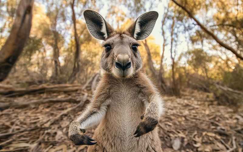 3月澳洲旅游签证打工攻略