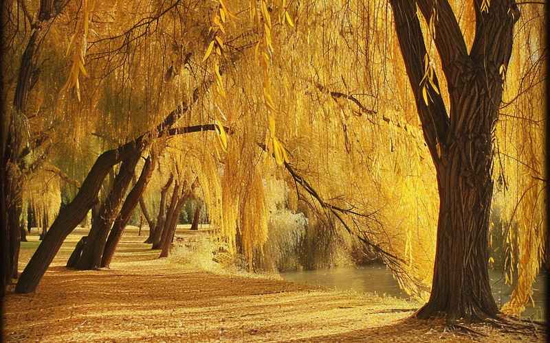 青树风雨几度秋