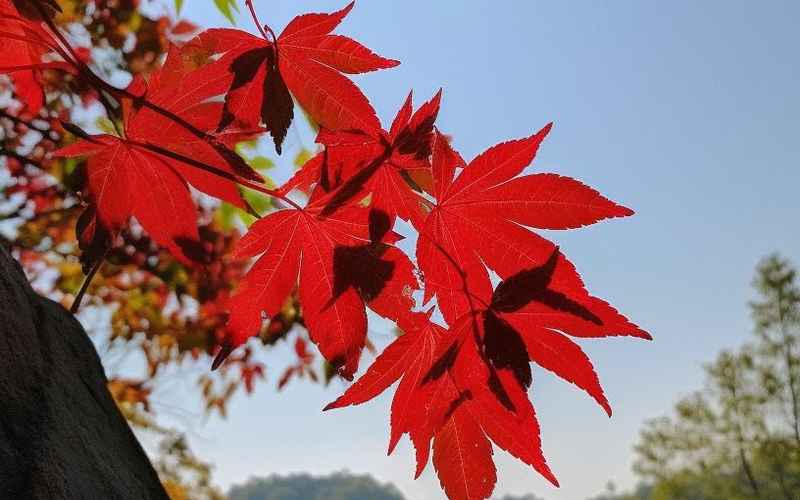 沂蒙山紅葉景區最美