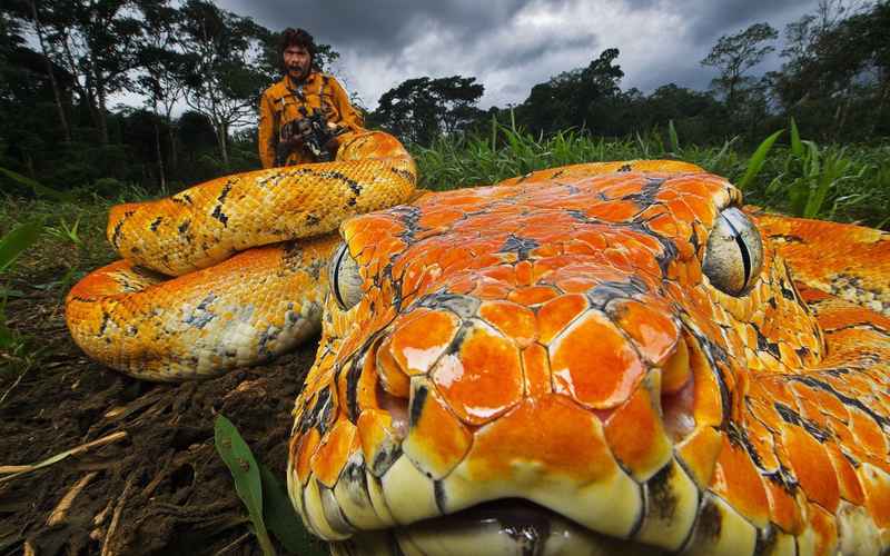 捕蛇风暴：毒网与忠诚的生死对决