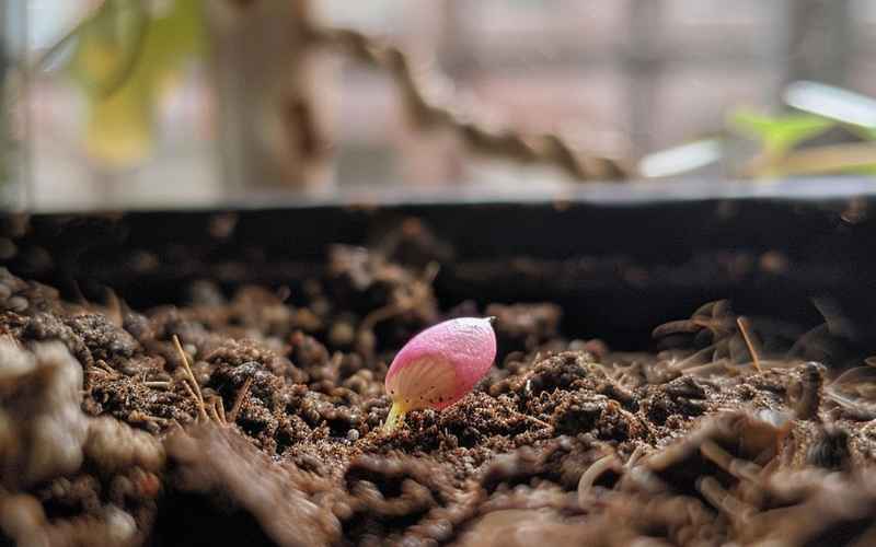 晚风送来的第二春