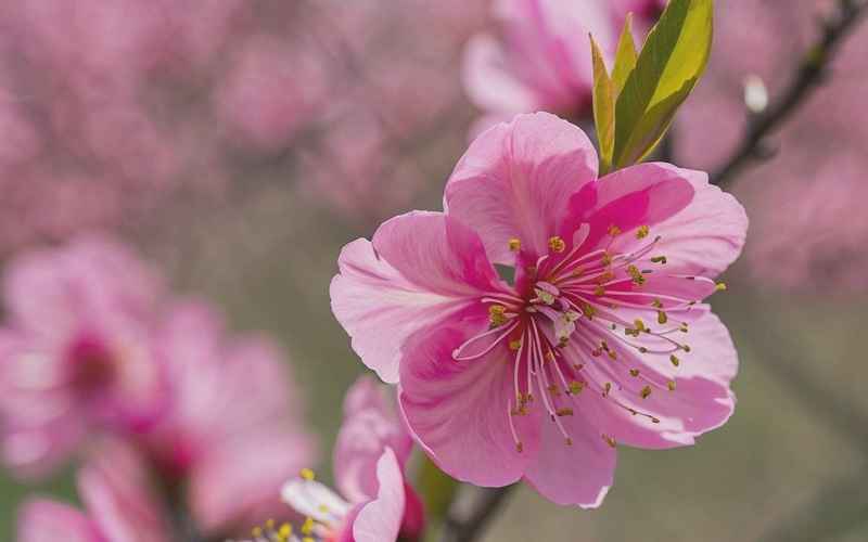 仙桃桃花盛开 仙桃桃花盛开