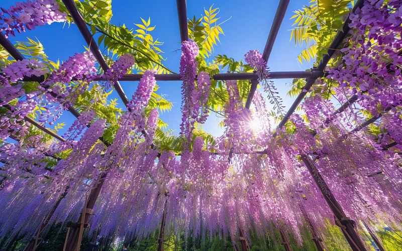 紫藤花下寄余生的约定