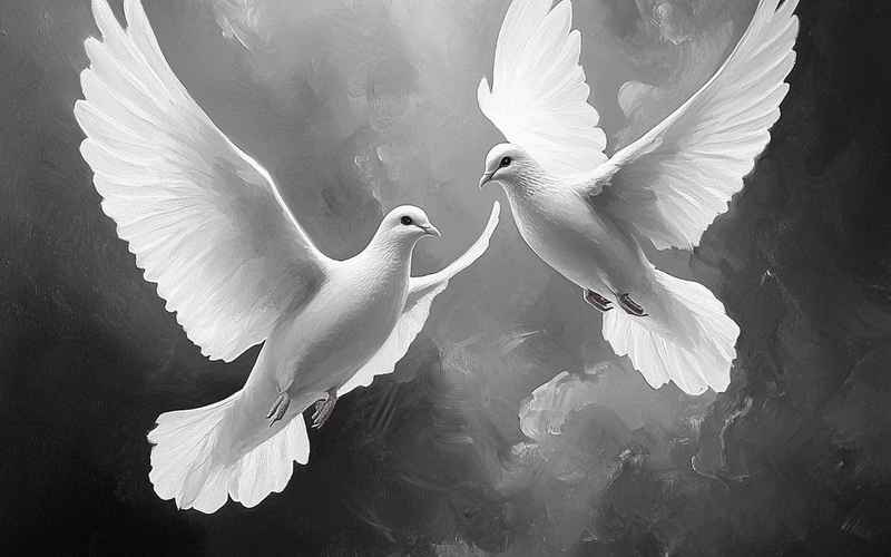 白鸽寄梦缘定今生 白鸽寄梦缘定今生