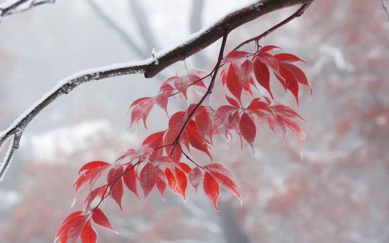 霜雪映梨棠，君心藏春意