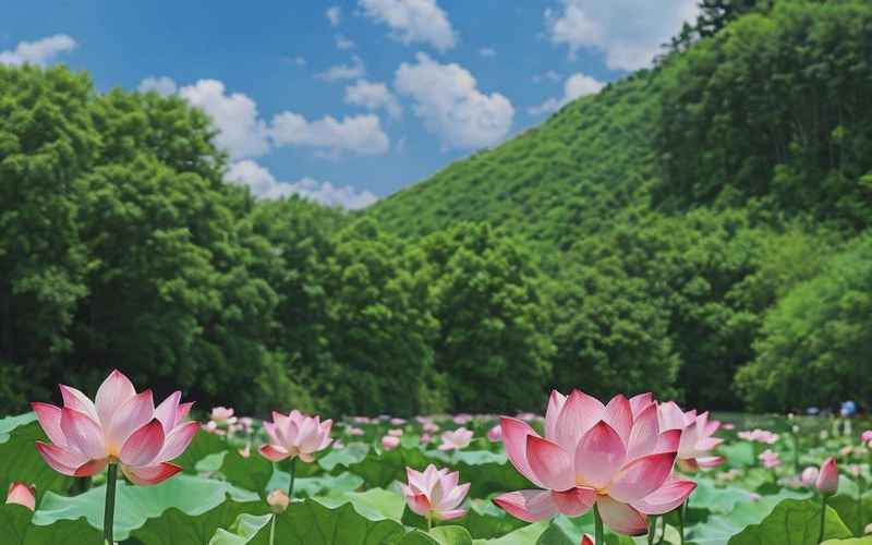 滕州一日游:荷花羅山風景不可錯過 滕州一日游:荷花羅山風景不可錯過