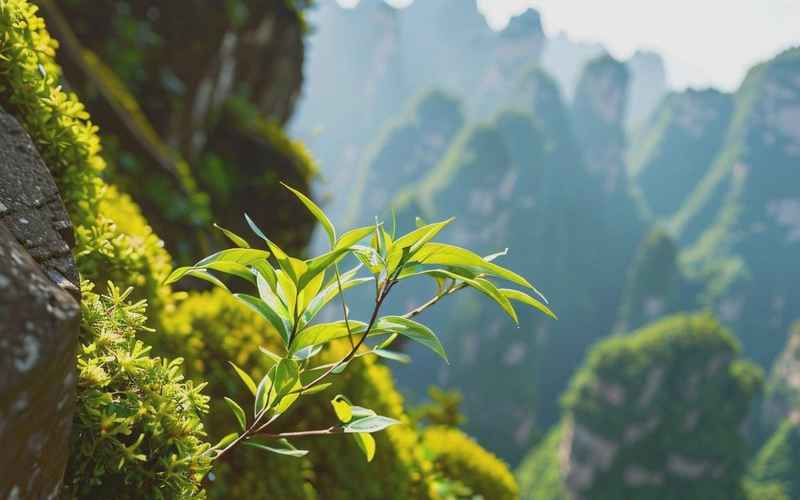 安徽狼牙山：大自然的鬼斧神工