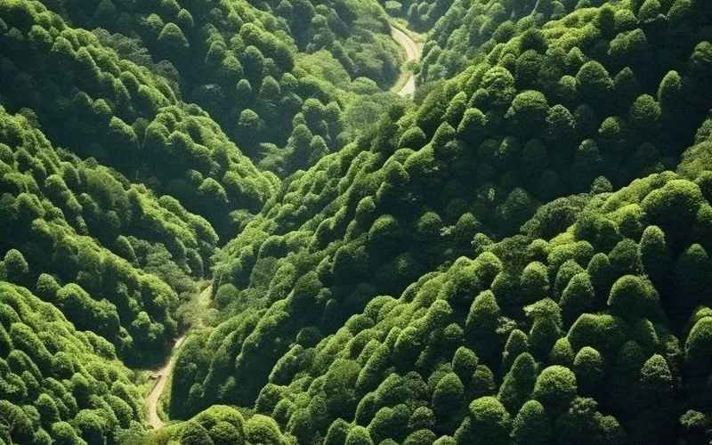 武功山春日绝美，篁林间花海绝绝子