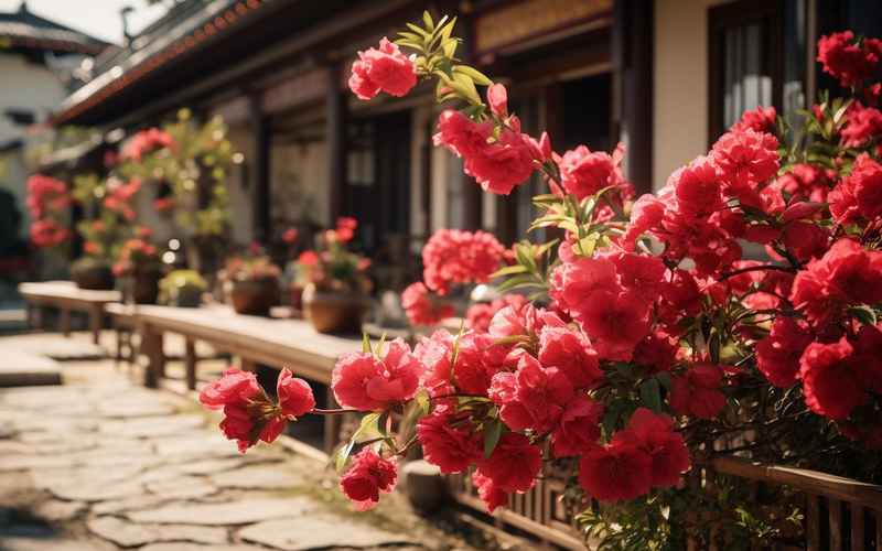 春暖花開(kāi)六月游