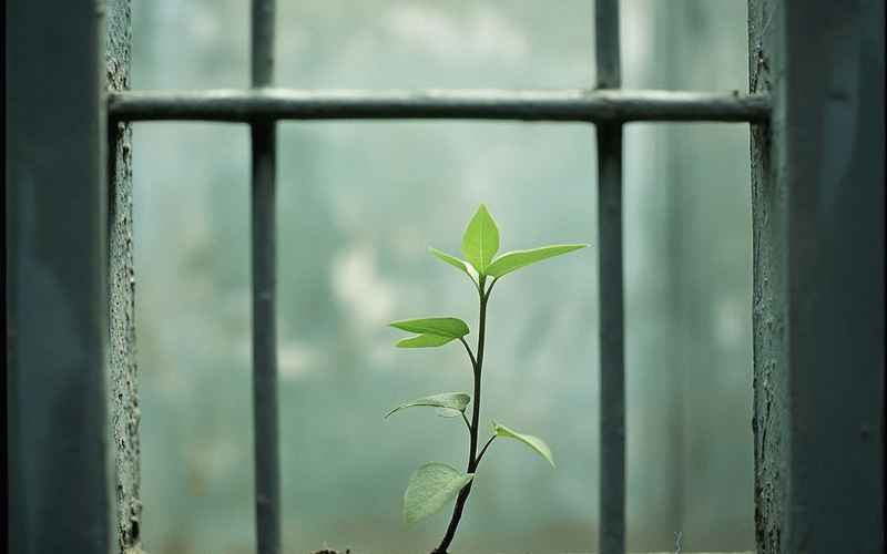《铁窗中萌芽的小生命:尘封岁月里的不屈星光》 《铁窗中萌芽的小生命:尘封岁月里的不屈星光》