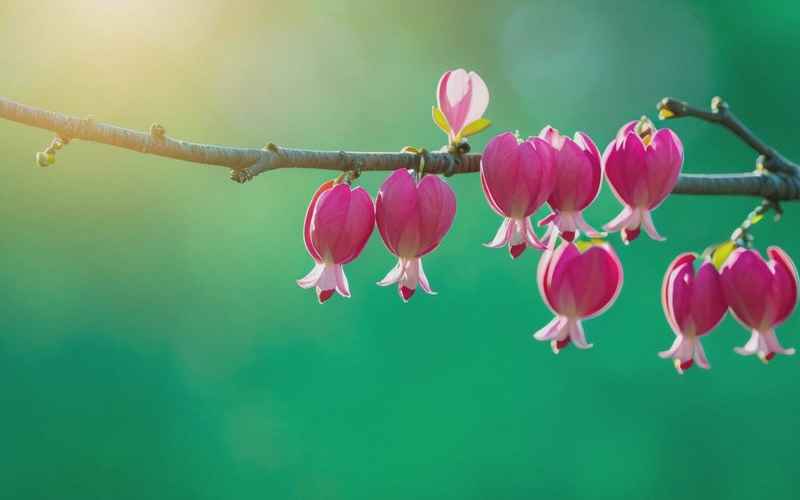 海棠凋落春色旧