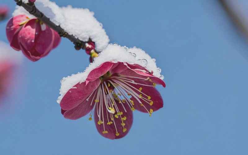雪映红梅暖人间情义绵长