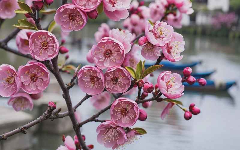 大港之美，春之乐游