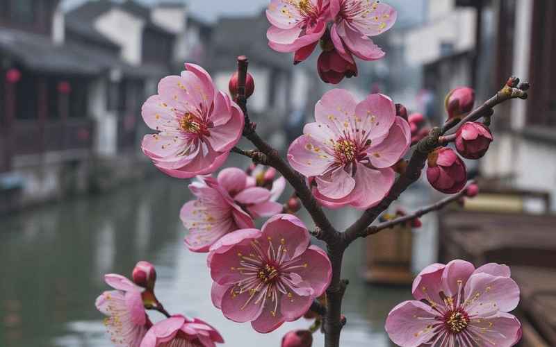 胭脂梅花染江淮