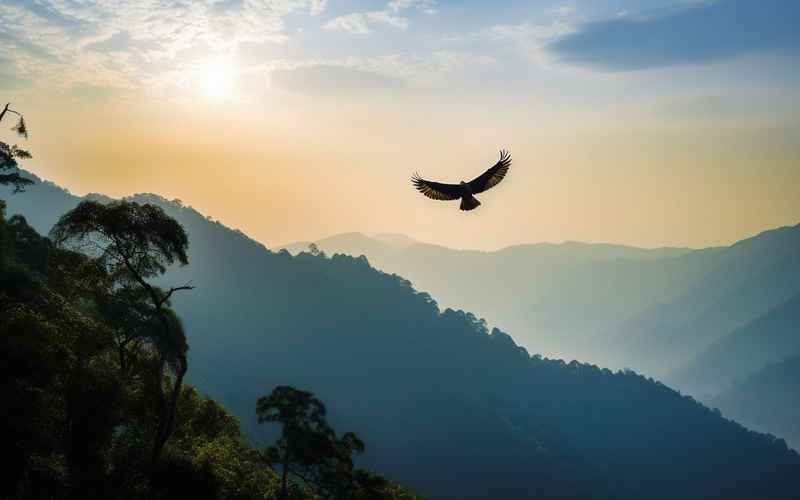 鸟镇旅游攻略：天然画卷秘境探秘