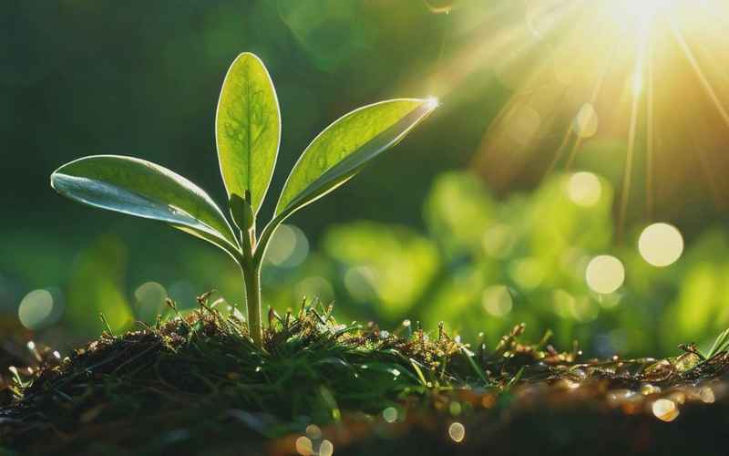 青春作证向阳而生路