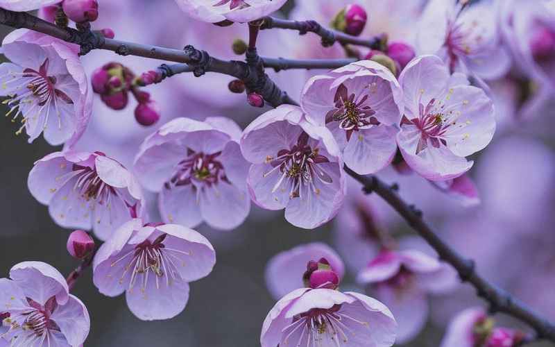 《春梅腹痛记》