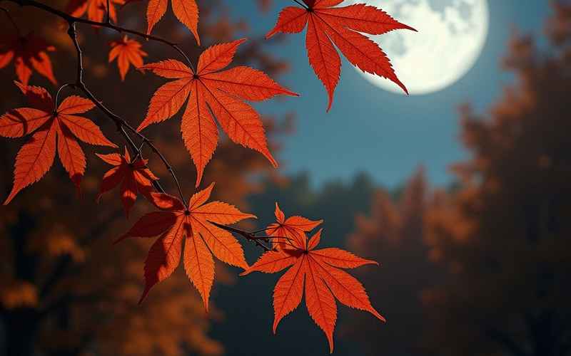 《月照梧桐秋》