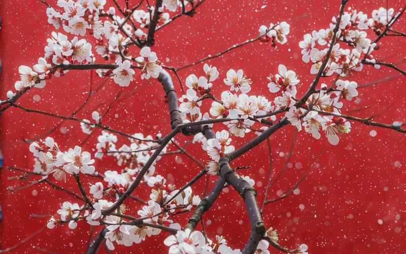 红妆墨影玉京城