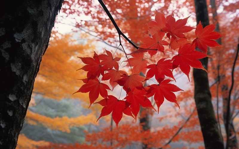 德保红枫迎新春,美好时光在你心 德保红枫迎新春,美好时光在你心