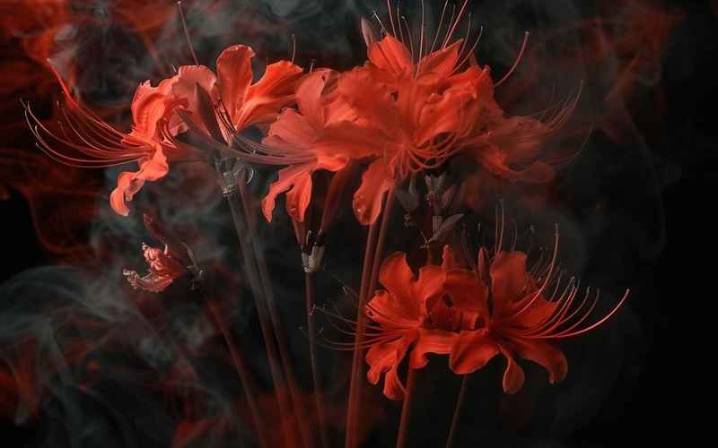 《彼岸花开千年泪·不夜人》