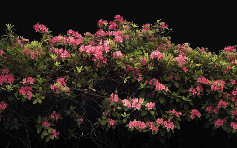 玉影危巢：杜鹃惊变三十二日