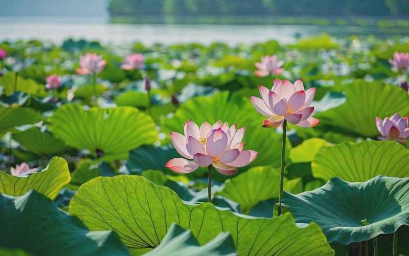 洪湖蓝田：生态秘境画韵