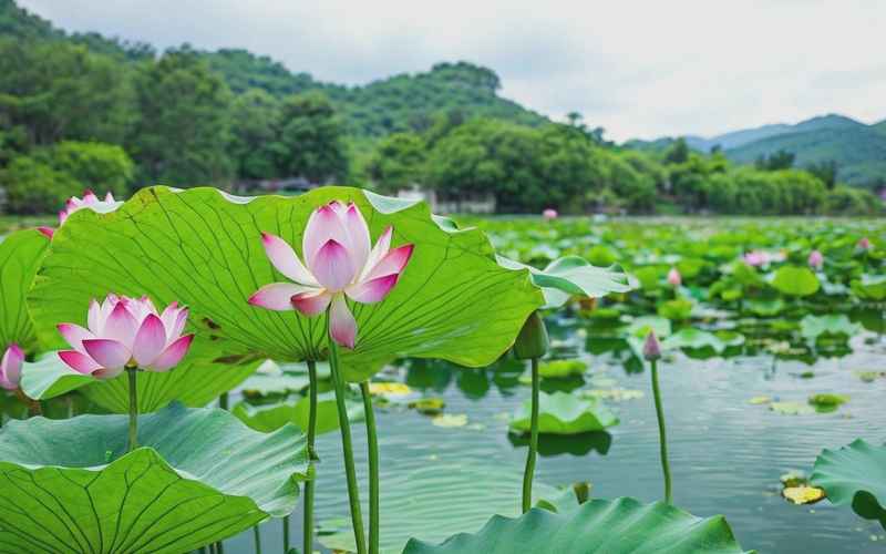 金寨湖水乡风光，天池独特水色，荷花村人文景观