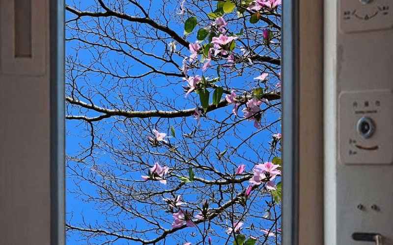 花开无忧，破镜重圆